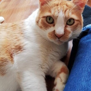 おおらかで優しくて甘えん坊のちゃーち