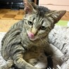 元野良猫ですが脱力男子です サムネイル2