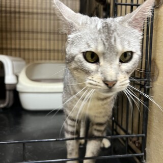 伊勢市！ベンガルシルバー