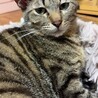 元野良猫ですが脱力男子です サムネイル3