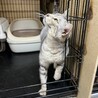 伊勢市！ベンガルシルバー サムネイル2