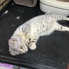 伊勢市！ベンガルシルバー サムネイル3