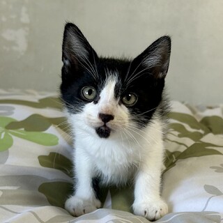 白黒兄弟ハチワレのムサシくん♪