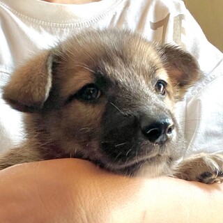 MIX子犬の女の子「みりんちゃん」
