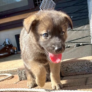 MIX子犬の男の子「しょうゆくん」
