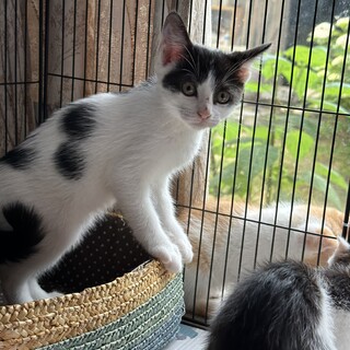 やんちゃだけどビビリです