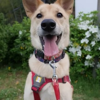 「豆助」男の子