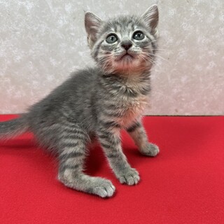 温厚なグレー2ヶ月！育ちの良さは顔に出る❤たまみ