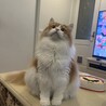ヒツキ0628
