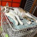 控えめで大人しい性格の三毛猫ちゃん