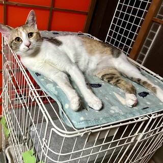 控えめで大人しい性格の三毛猫ちゃん