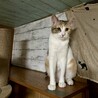 控えめで大人しい性格の三毛猫ちゃん サムネイル2