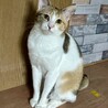 控えめで大人しい性格の三毛猫ちゃん サムネイル5
