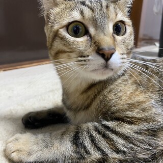 至急　1歳10ヶ月　保護猫