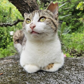 家に住み着いてしまった野良猫です。
