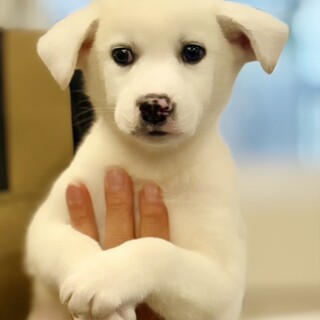 25-M151　真っ白綺麗な仔犬ちゃん！