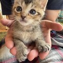 少し変わった柄のキジトラ男子 つくねくん