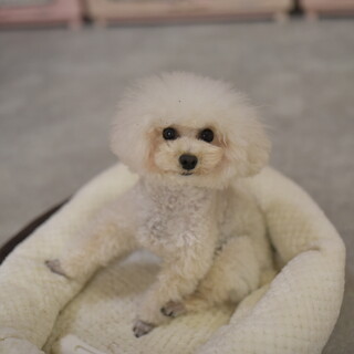 里親様が決まりました