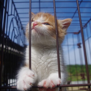 茶トラの子猫里親募集！