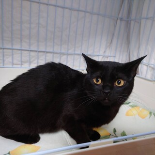 甘えん坊のアマレットちゃん♪