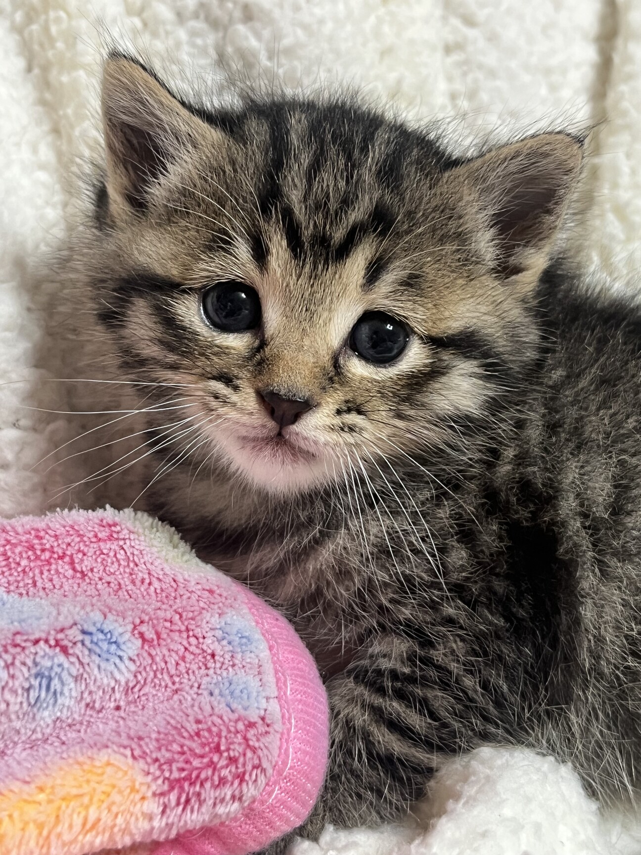 トライアル決定 キジ猫ちゃん」長崎県 - 猫の里親募集(516868