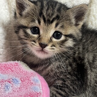 トライアル決定　キジ猫ちゃん