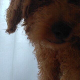 アプリコットカラーのあんずちゃん