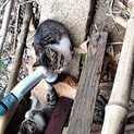 実家の小屋で猫の赤ちゃんが産まれていました