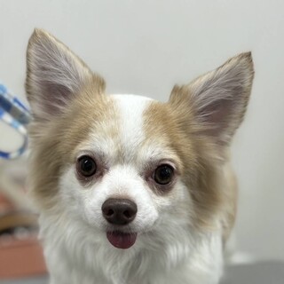 大人しいビビりのショコラ5歳