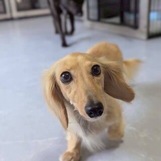 人懐っこく甘えん坊なカニンヘンダックス　志穏ちゃん