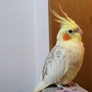 オカメインコ シナモンパールパイド里親募集