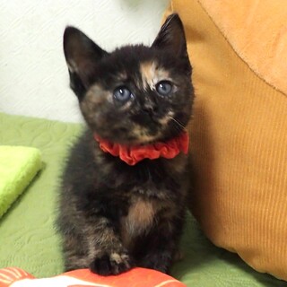 【6/7東銀座】ななみちゃん★2ヵ月♪