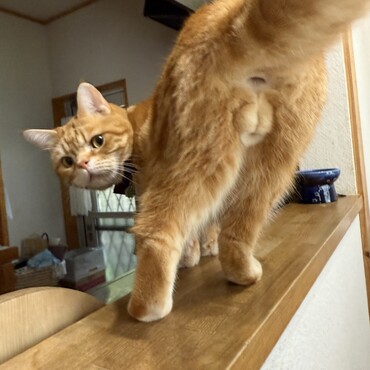 まる見えで ｺﾞﾒﾝﾅｻｲ