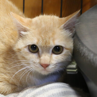 多頭餌やり崩壊で保護、生後10カ月の薄茶白母猫さん