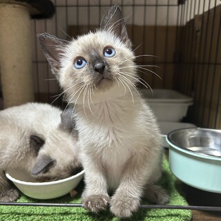 2ヶ月シャムmix姉妹①（募集停止）