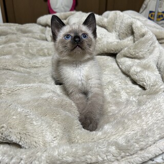 2ヶ月シャムmix姉妹②（募集停止）