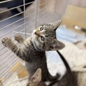 可愛いキジトラ男子1ヶ月半