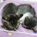 子猫2匹(生後40日程度)親猫(1才2ヶ月程度)