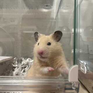 子ハムが産まれます