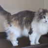 ノルウェージャンフォレストキャットの女の子