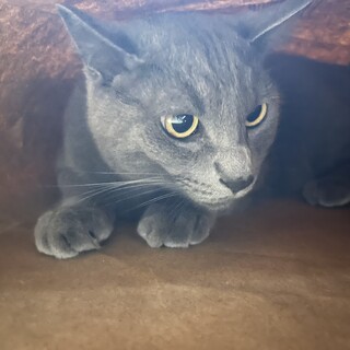 ♡ 甘えん坊な6歳の男の子♡（決まりました！）