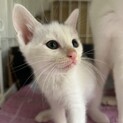 生後1か月の子猫です！