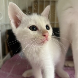 生後1か月の子猫です！