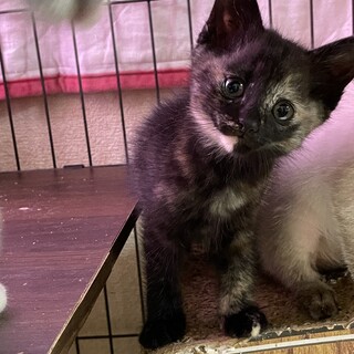 コロコロな身体♡くるみちゃん1ヶ月半