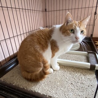 可憐で可愛い花奏(かなで)ちゃん