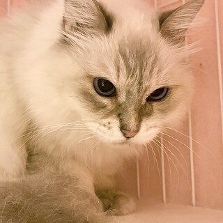 ちょっとビビりなおしゃれ美猫「あんぽ」