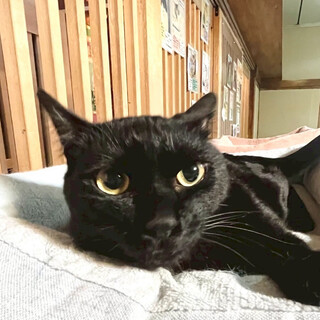 好奇心旺盛！スリゴロの黒猫「オカルン」