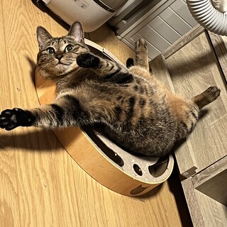 【小豆島の保護猫】かわいいお顔のキジトラちゃん♀