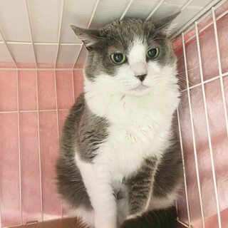 押したくなる黒いお鼻がかわいい「プッシュ」