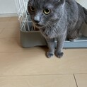 撫でられ好きな猫